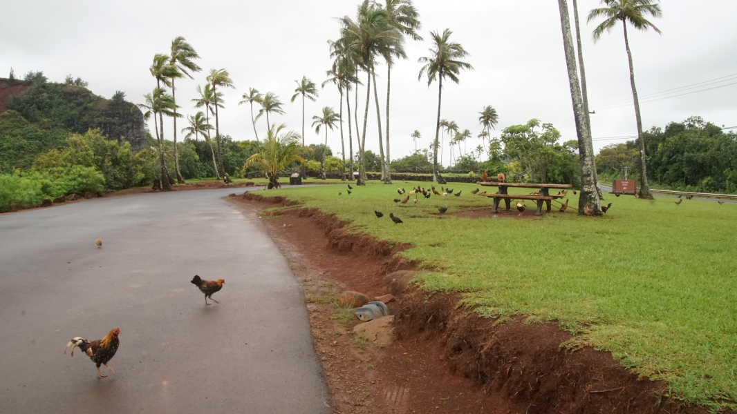 Dozens of chickens stand on a green lawn and picnic benches with palm trees overhead next to a black-topped driveway where more chickens are walking