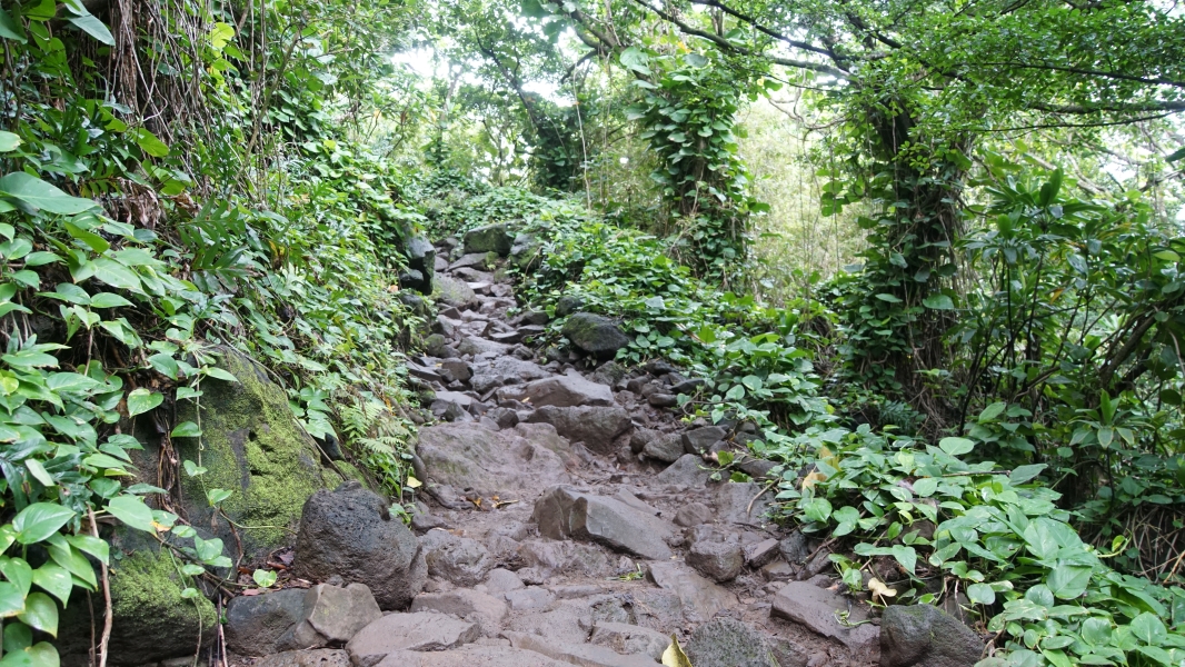 Stones are piled haphazardly to create a path up the side of an embankment surrounded by green plants on steep slopes