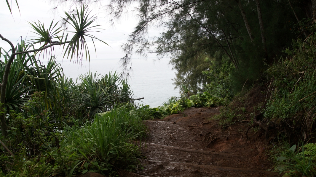 The ocean is visible in the distance between trees as a path is defined by wooden barriers that create steps in a worn muddy track