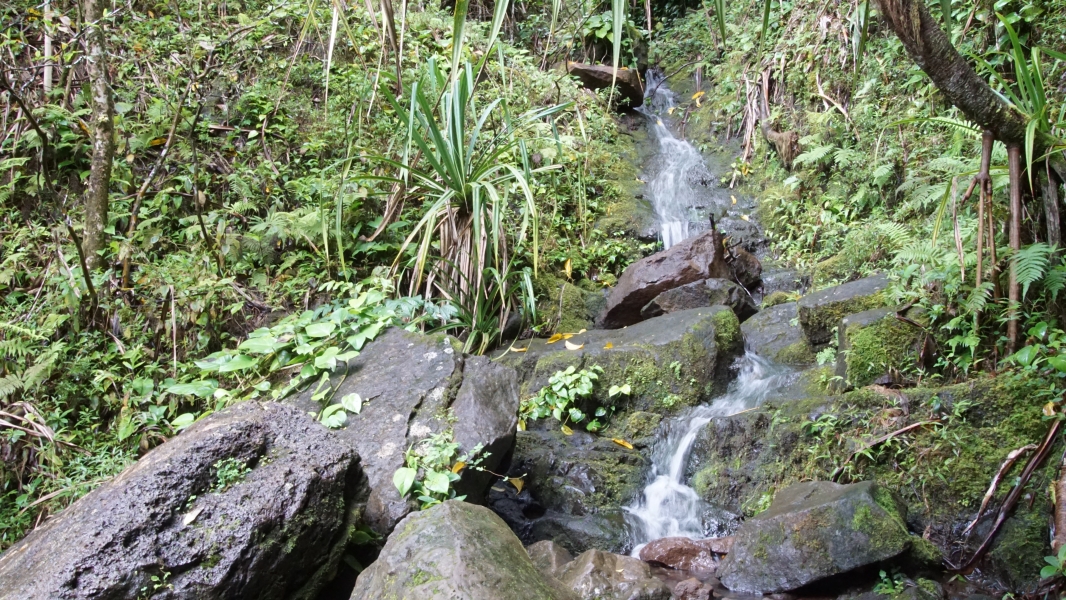 Water cascades down a stoney slope amongst ferns and other green plants growing on steep walls