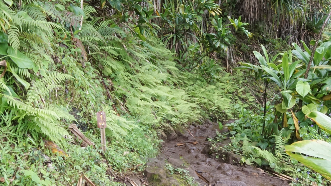 A small brown sign with yellow text reading “1 mile” stands amongst ferns next to a muddy path