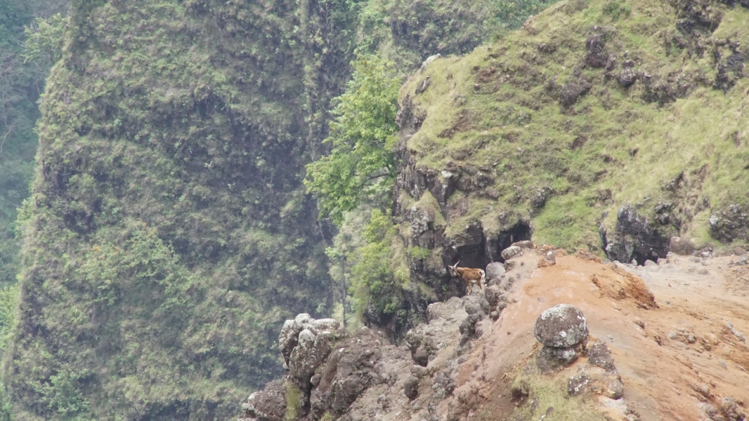 A mountain goat stands on the edge of a steep wall amongst boulders at the top of a ridge sticking into a canyon