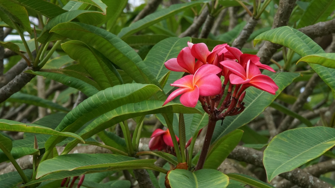 A bunch of blooming reddish pink five-petaled flowers on a woody stem sticking up from a plant with long veined green leaves