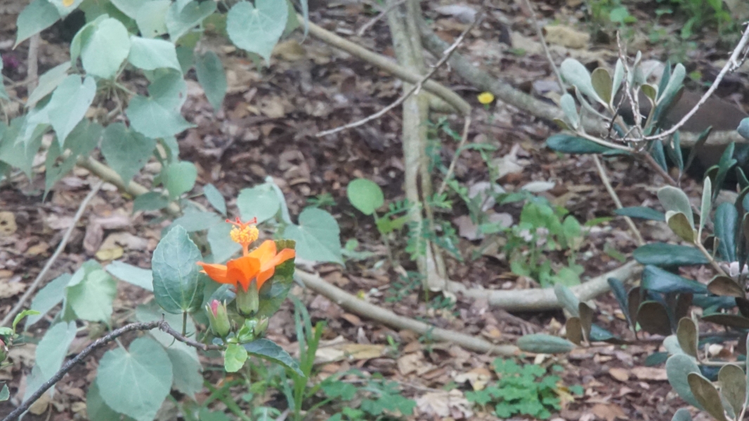 At the end of a branch with small green leaves blooms an orange flower with a tall stem coming from the center with a ball of pollen at its end