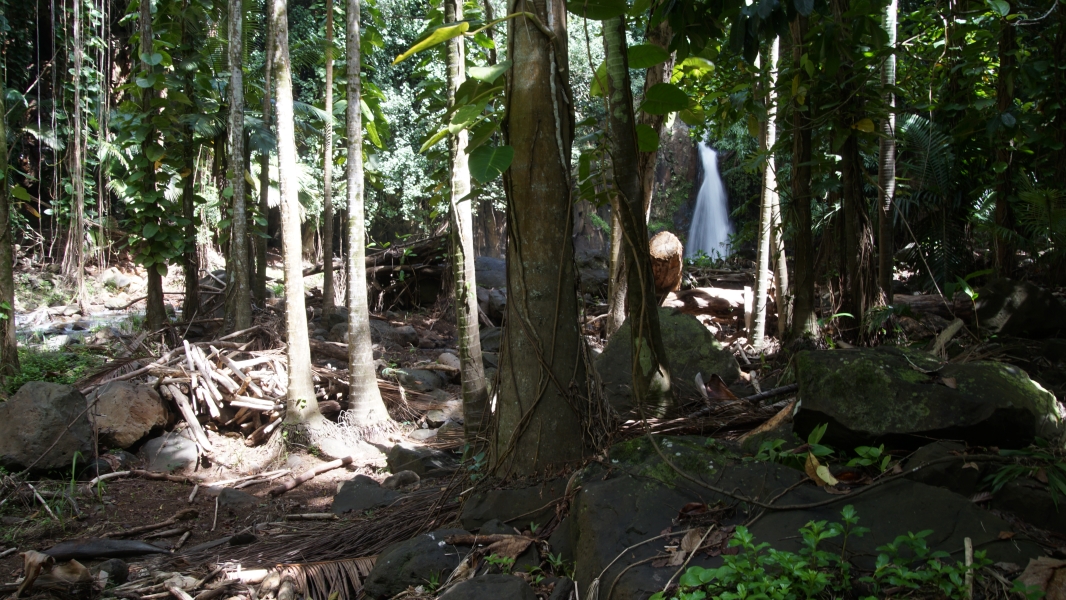 Sunlight breaks through the tree canopy to light large rocks among the trunks of leafy green trees with a waterfall visible in the distance