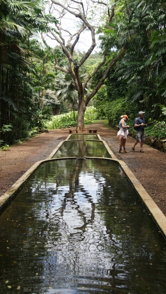 A large tree with twisting branches stands at the far end of a three-tiered reflecting pool where each tier has different amounts of ripples causing each to have a different artistic effect on the reflection of the tree