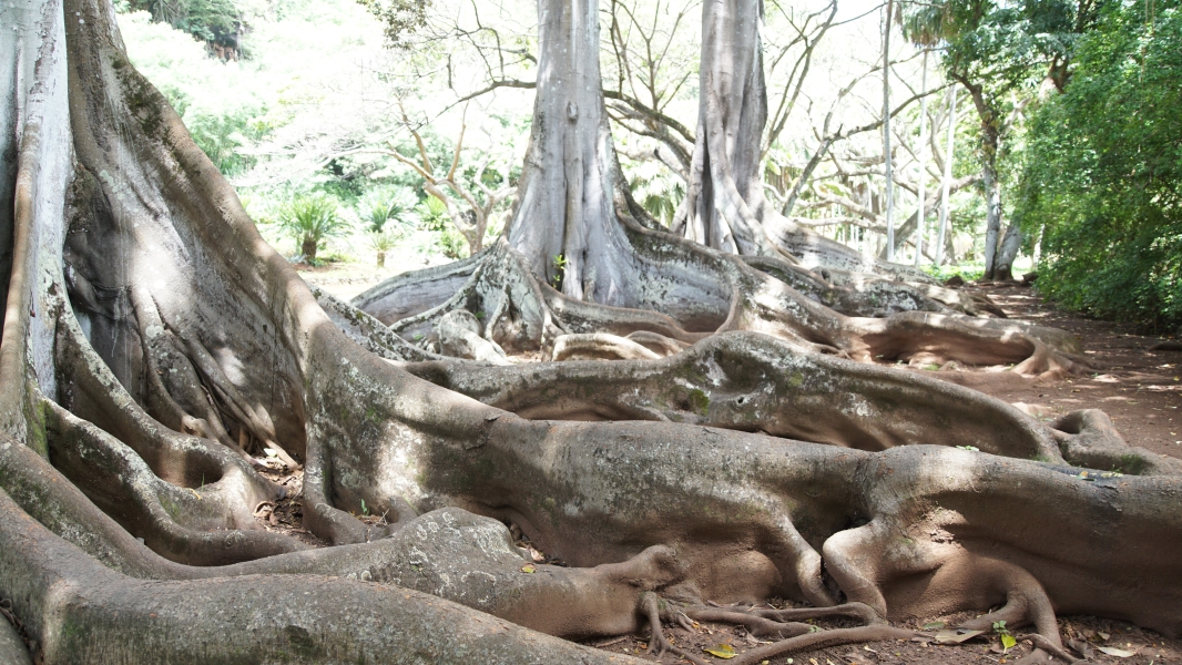 Three trees in a line have winding sloped roots extending out several feet from their bases creating little niches to sit or hide things