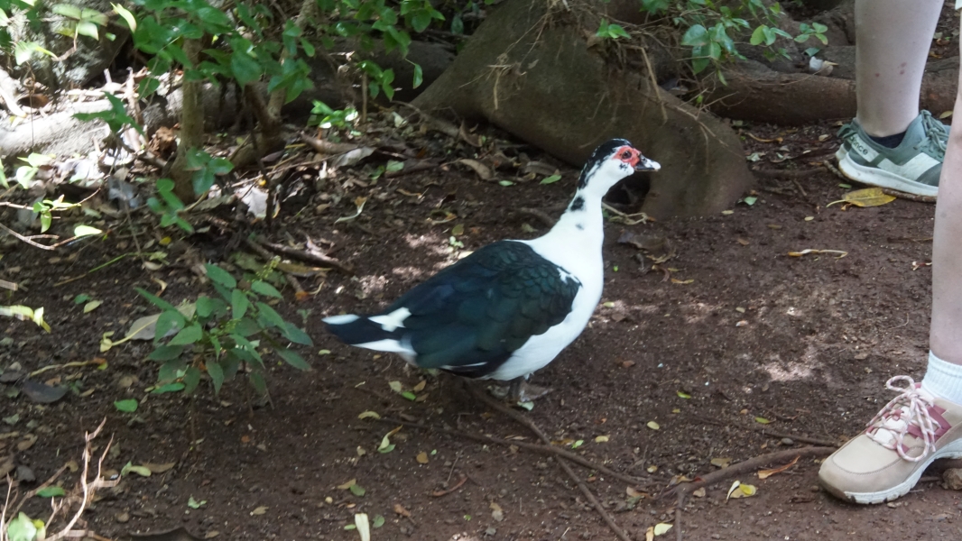 A plump duck with white body and neck, black wings and strip down its head above red ringed eyes stands near some of the tour group