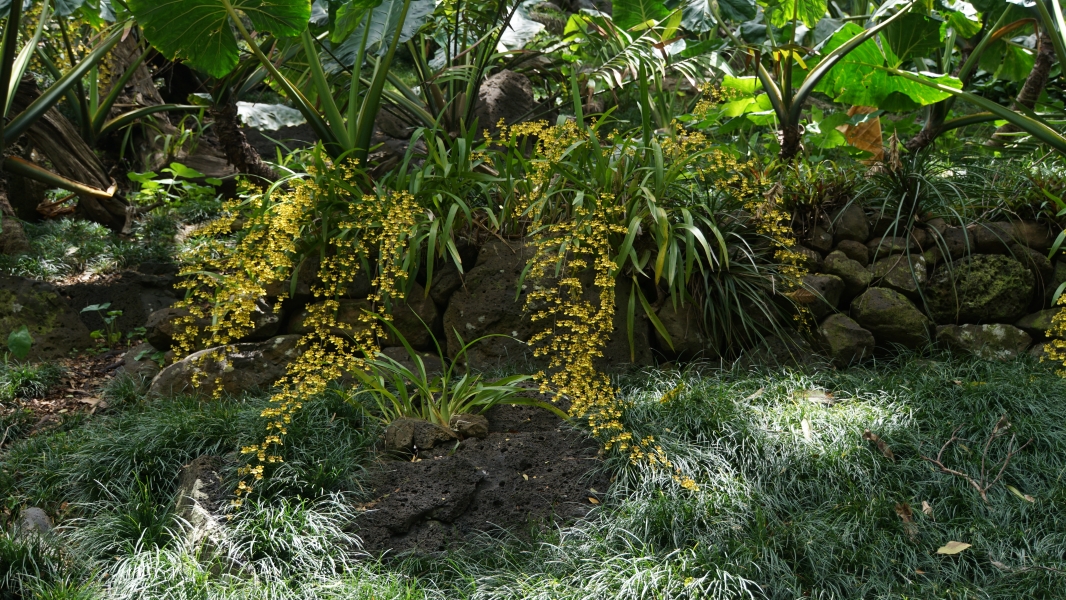 Multiple strings of small yellow orchids stream down a rock wall amongst green leafy plants