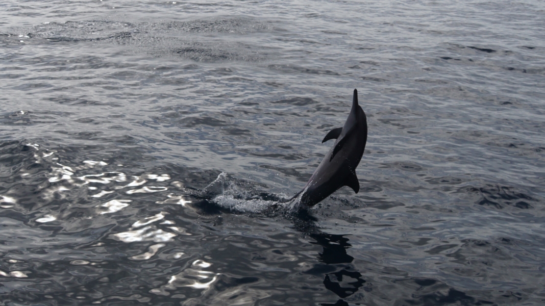 All but the tail of a small dolphin extends above the water