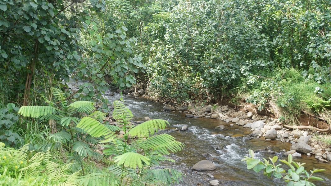 A creek bubbles around stones with green bushes overhanging the waterway