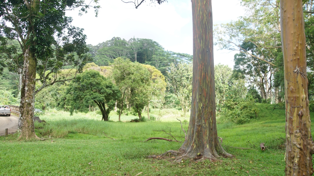 A tree with what appears to have strips of bark missing revealing rainbow colors stands apart from other trees in a grassy area