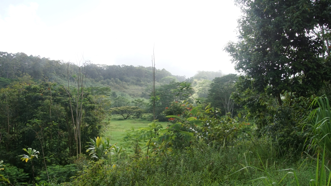 A meadow surrounded by rising hills covered in trees