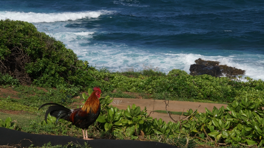 A rooster stands above a walkway heading towards white foamy waves crashing on black rocks