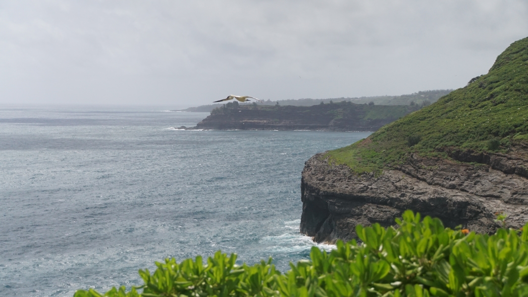 A bird glides above the ocean crashing into black lava stone cliffs covered with green scrub brush where other birds are nesting