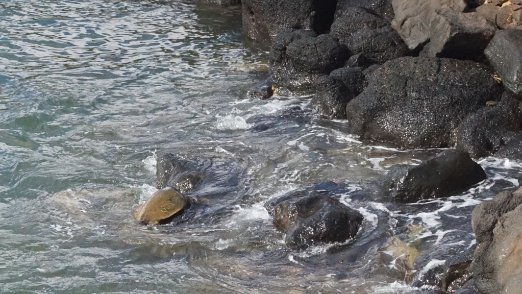 A turtle flounders on large rocks as waves move back and forth against an artificial embankment