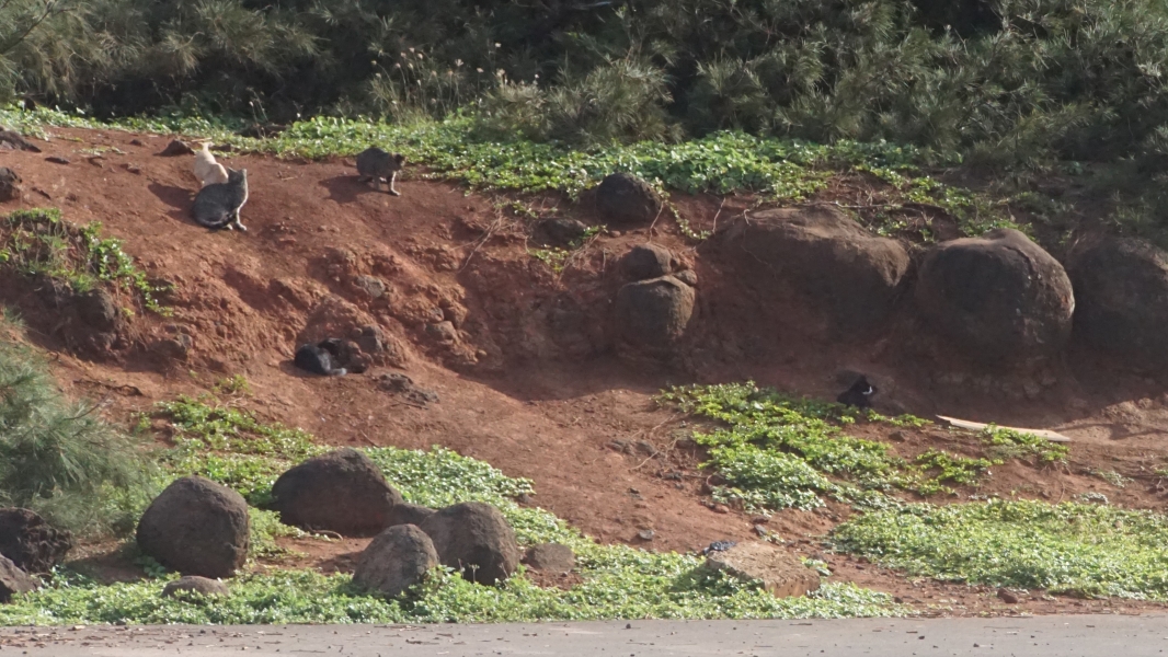 Red clay is exposed on the face of a small hill where several feral cats sit or lay watching the world go by