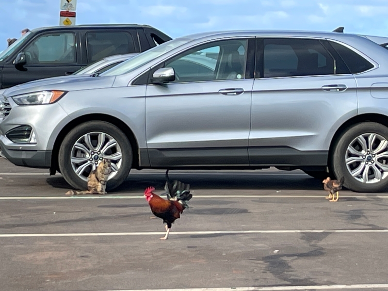 A rooster watches a cat sits has a staring contest with a couple chickens next to a silver SUV