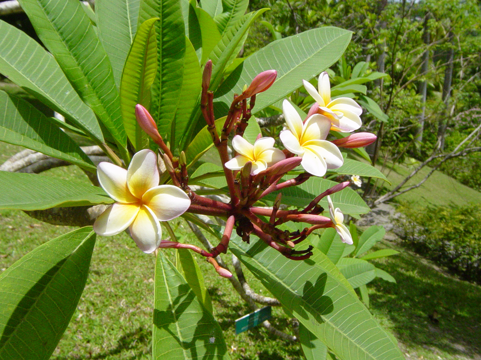 Plum flower.