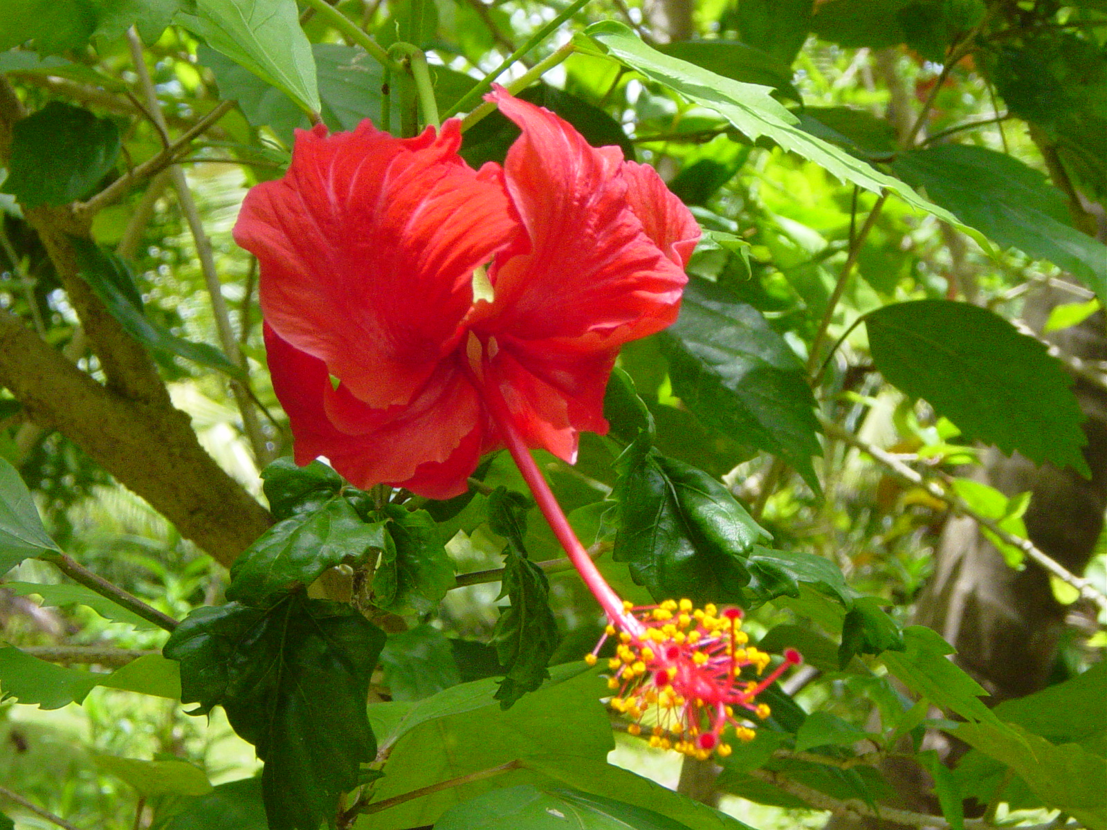 Hibiscus flower.