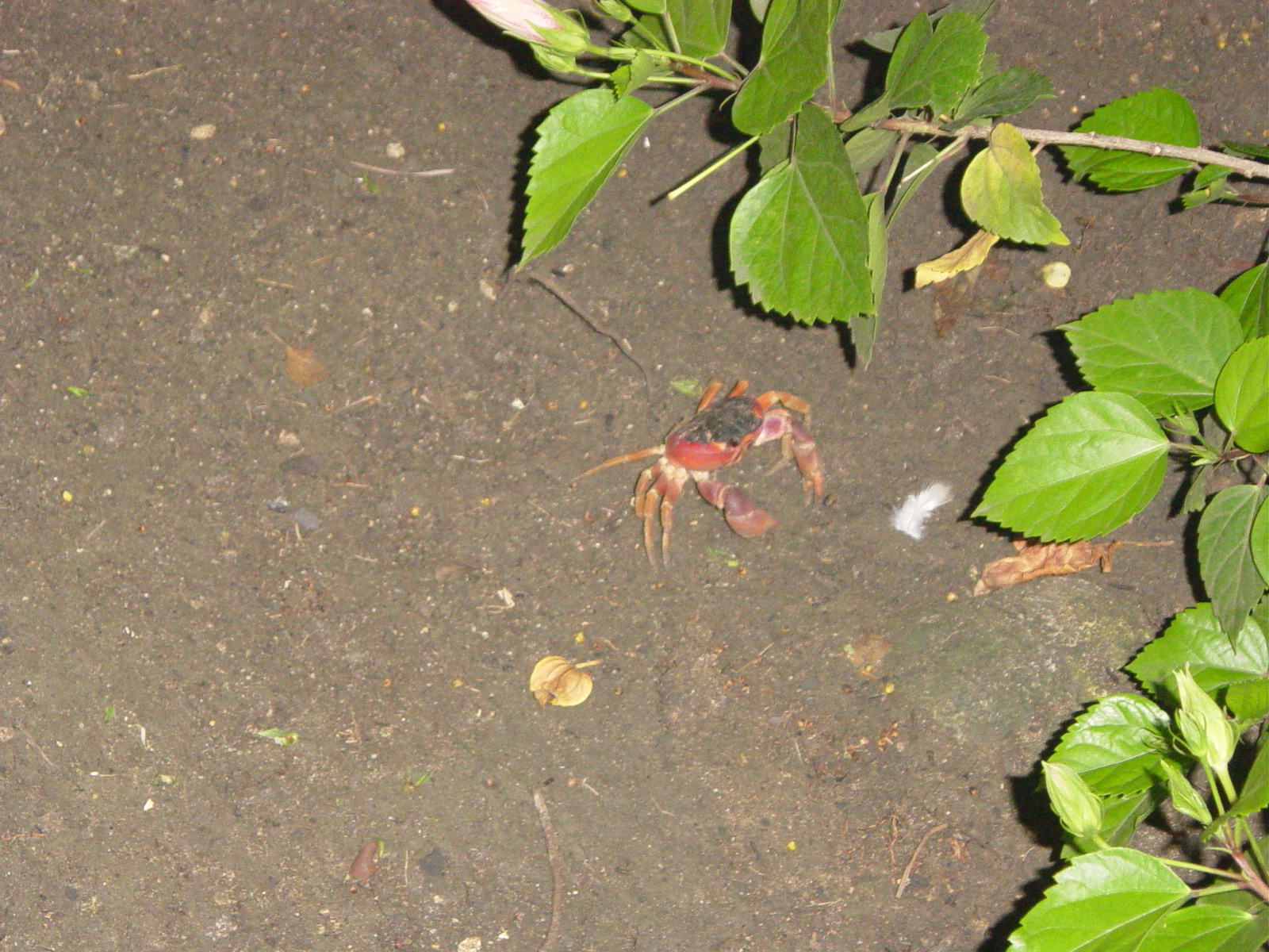 Visiting crab.