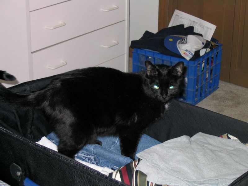 cat in suitcase