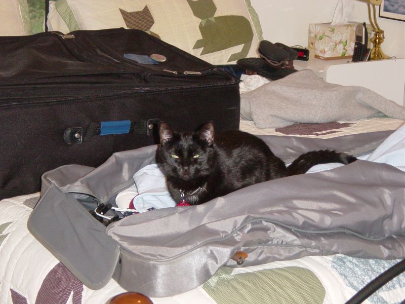 Angry cat laying in partially packed garment bag