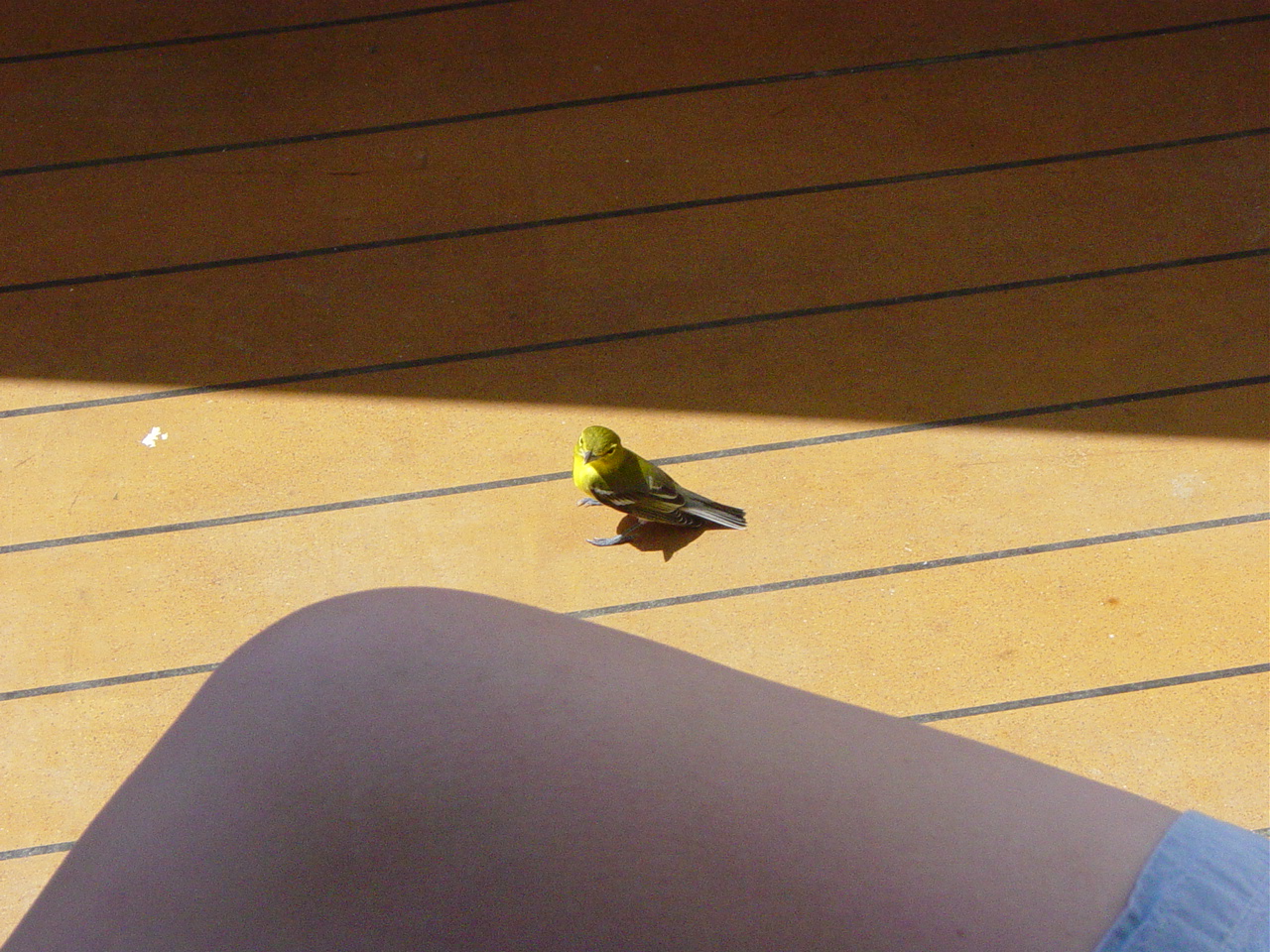 Small yellow finch on veranda