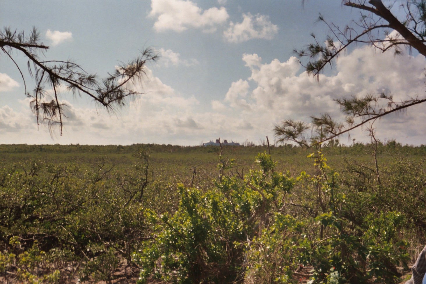 Low island scrub brush in sandy soil