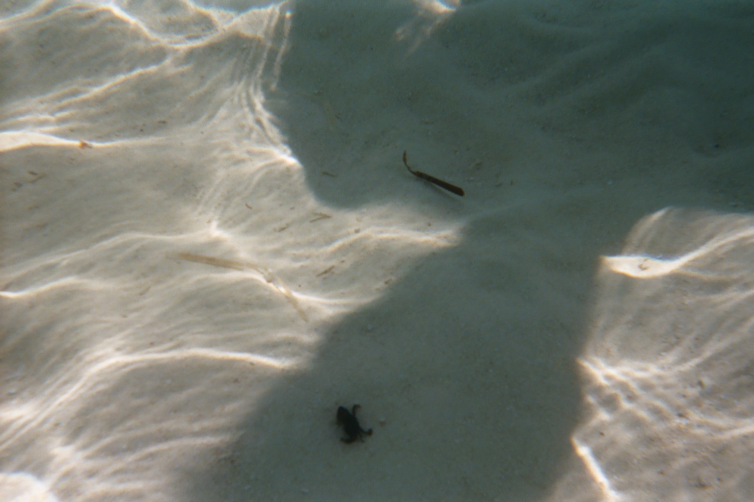crab below water surface