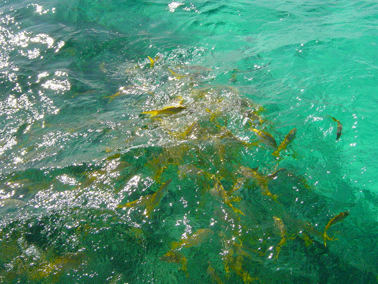 Fish chruning the water around our boat