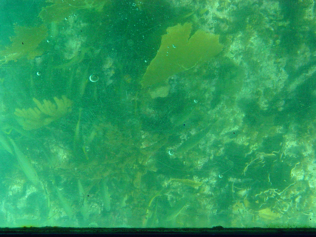 Coral with bland colors from sand washing onto it during storms