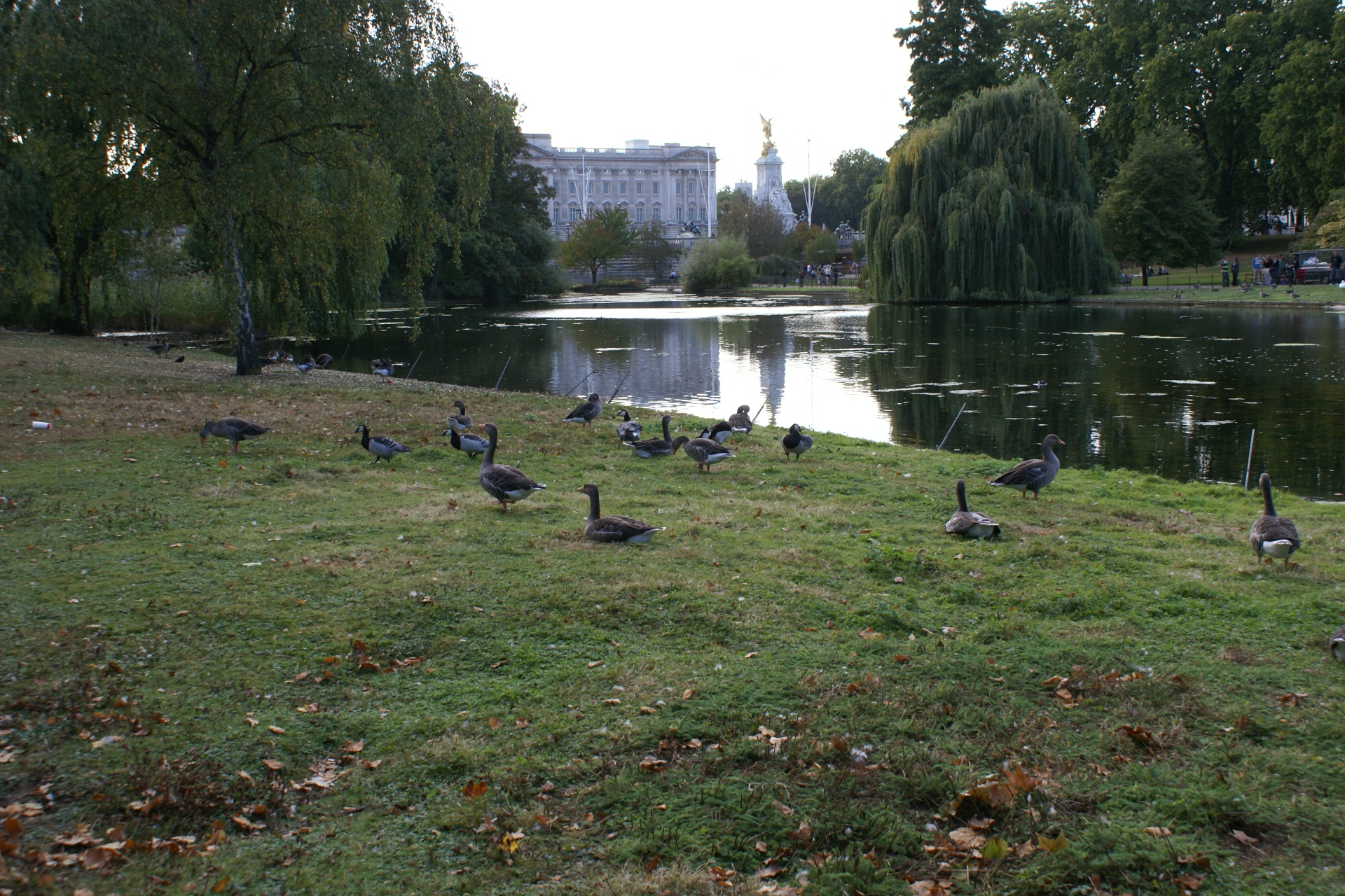 Canadian geese on the shore of a lake with Buckingham Palace in the distance