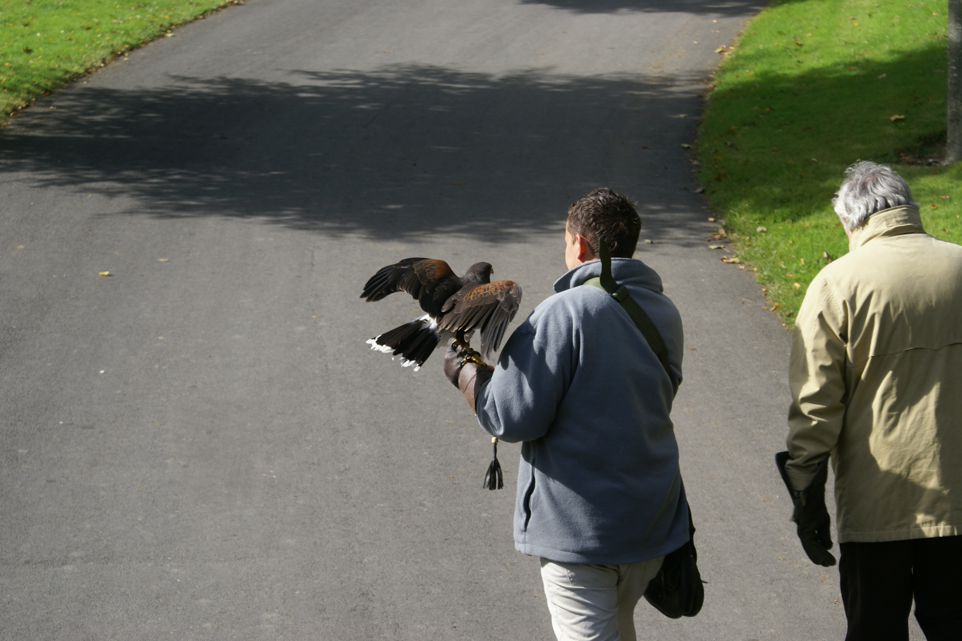 A falcon flaps it wings while being carried by a castle employee