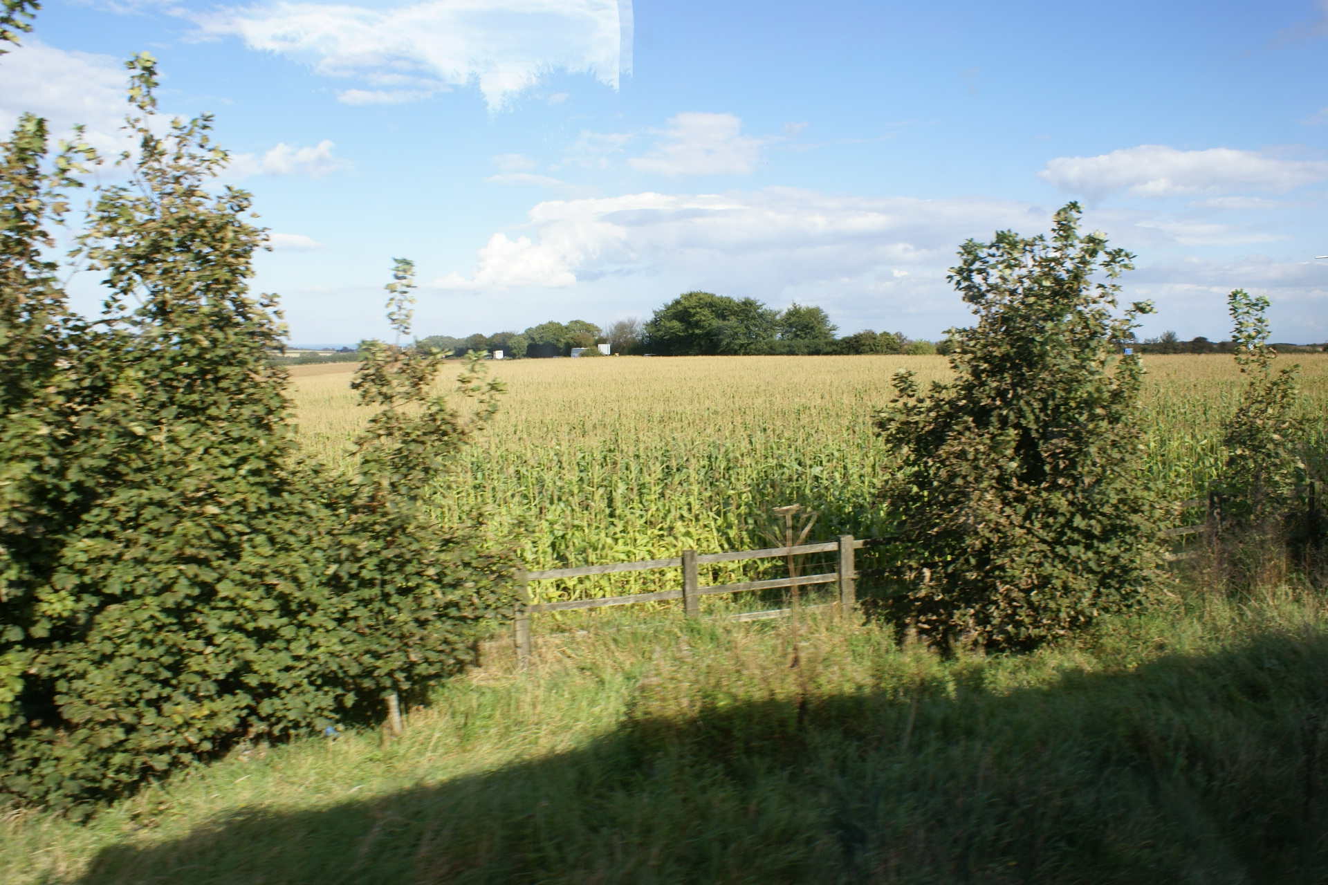 Tasseled corn stands in a field along the road