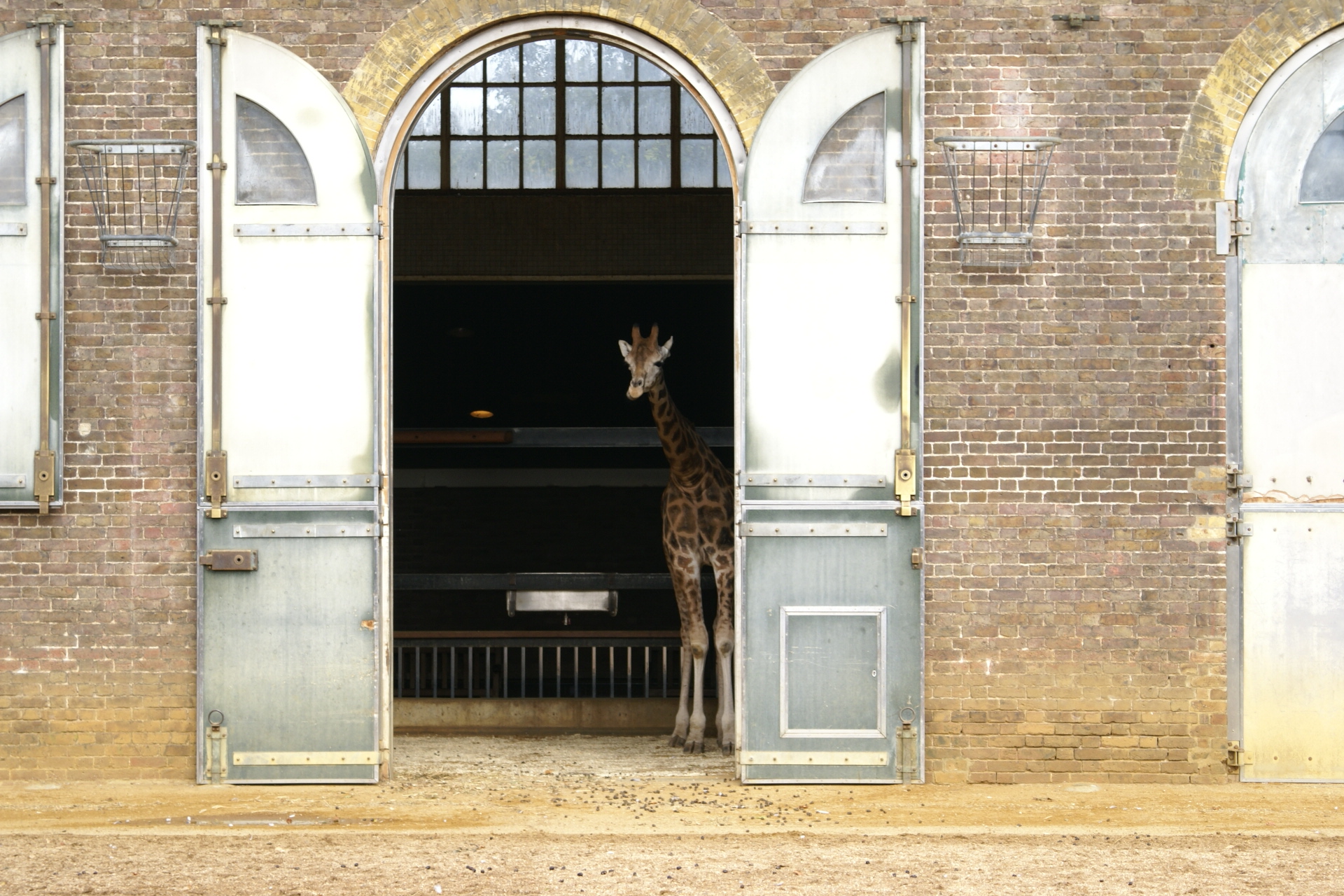 A young giraffe peaks out from the oversized door of an old brick building