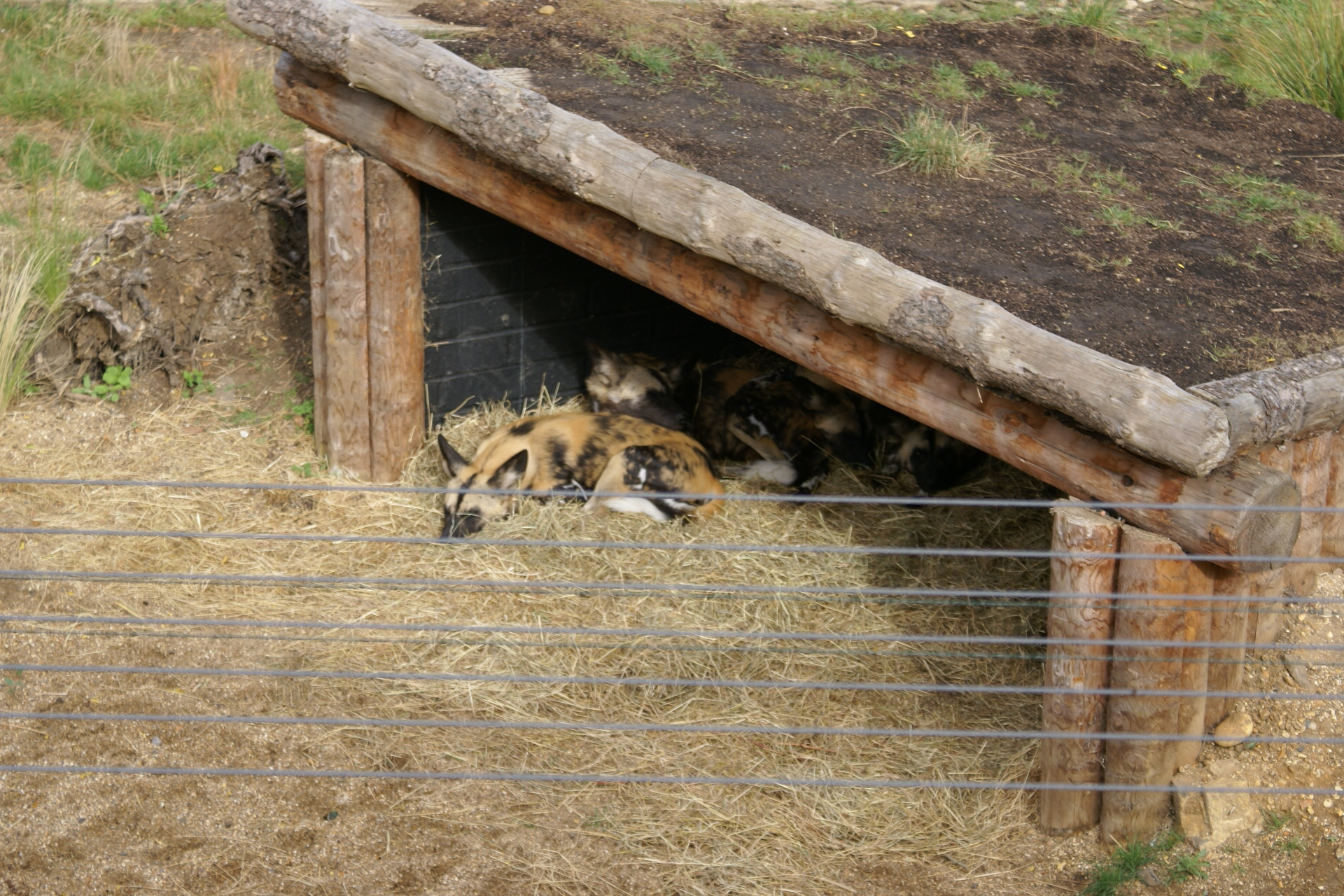 Several hyenas rest under a wood enclosure