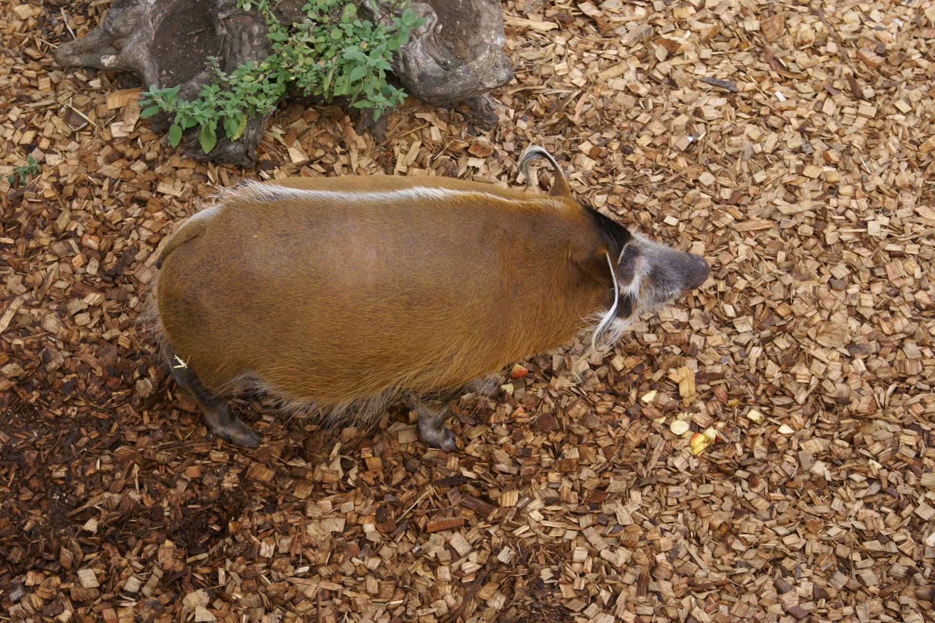 Red haired big with tufts from its ears walking in wood chips