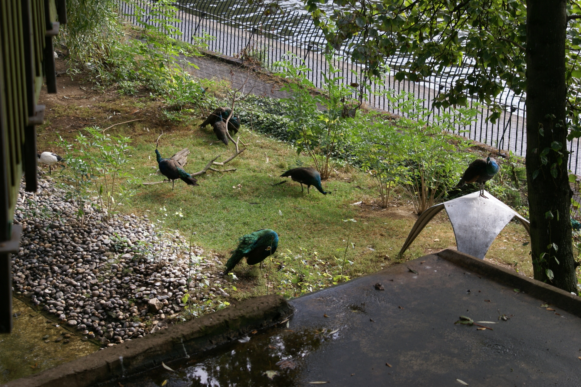 Several peacocks search for food in the grass below a wooden walkway