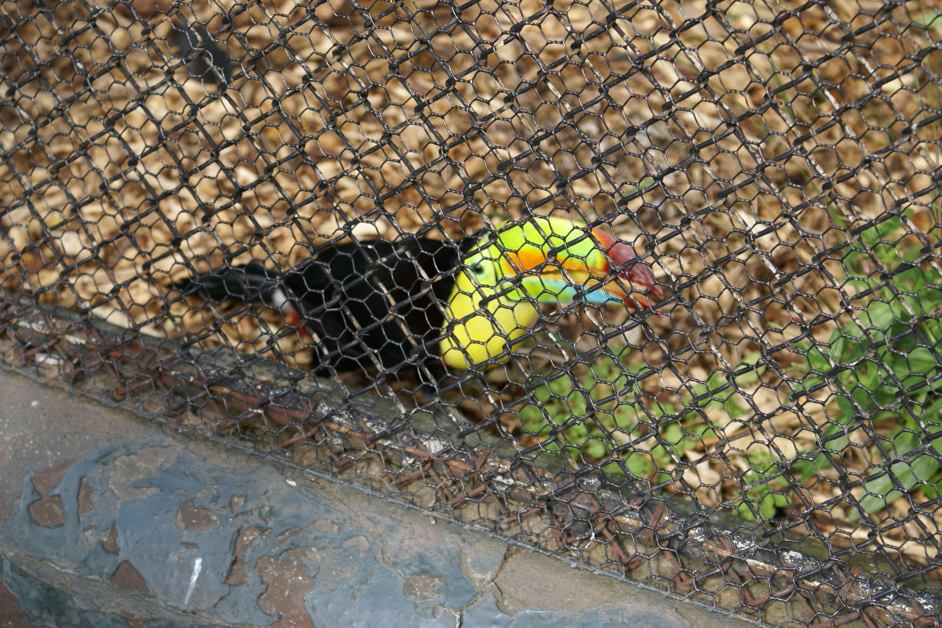 A toucan walking behind two layers of chain link fence