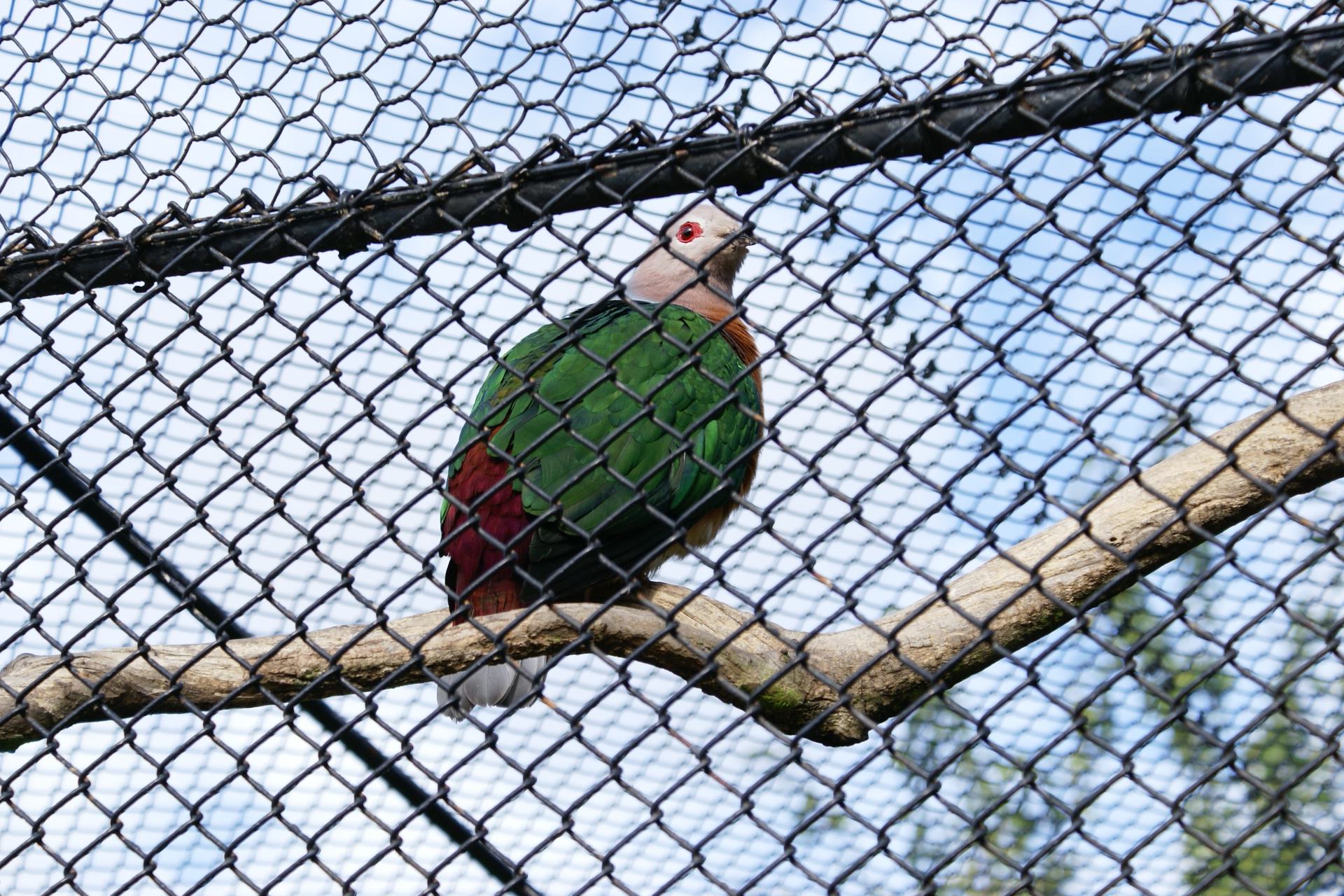 A bird with a white head, green body, and red tail feathers sits on a branch