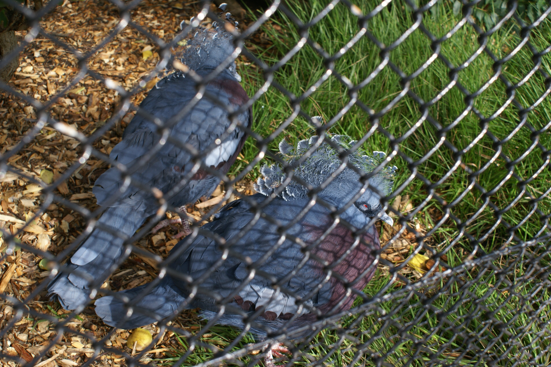 Two gray bodied birds with pink chests and tufts of feathers on their heads