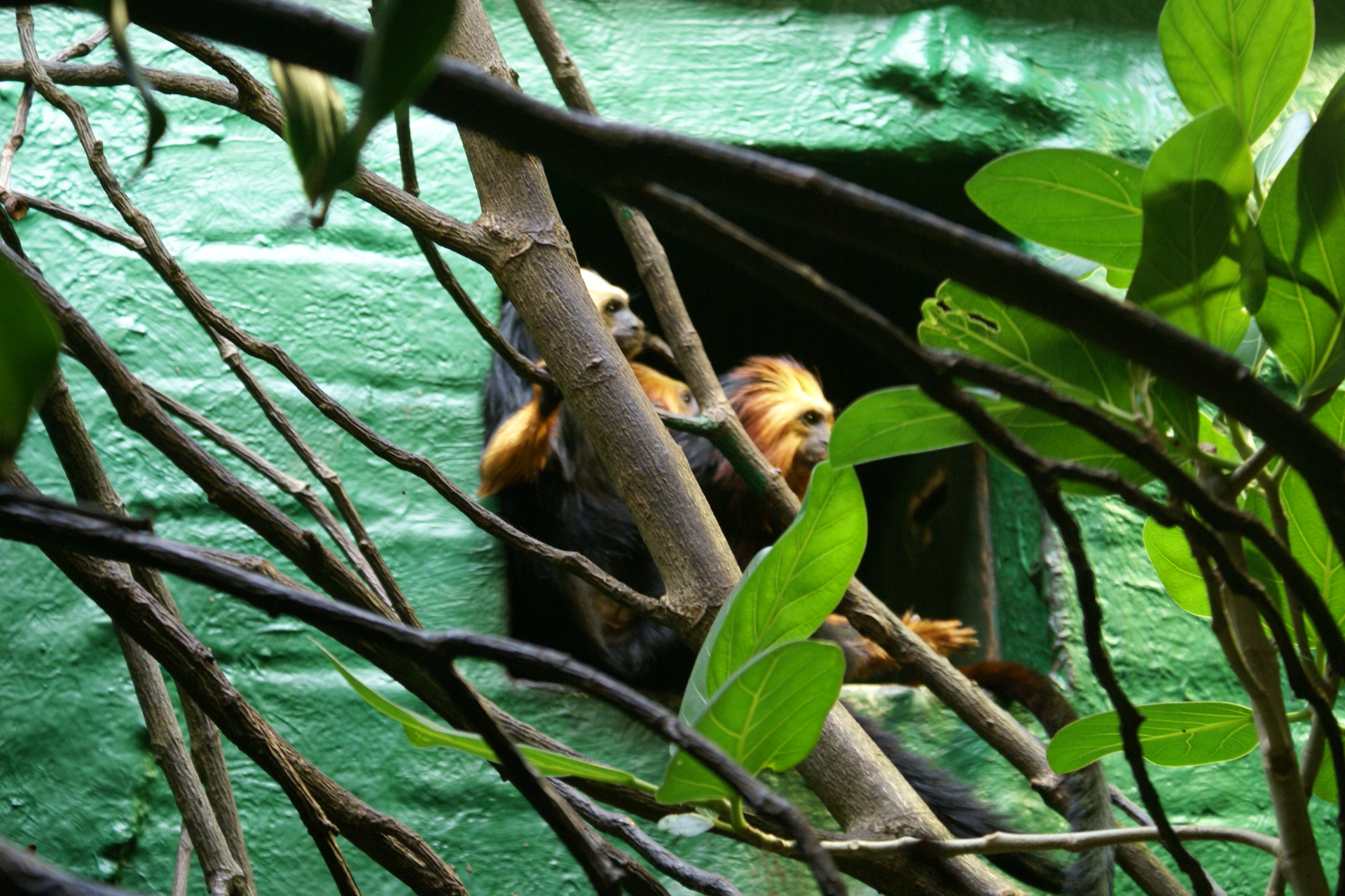 Two small golden colored monkeys climb out of box onto a branch