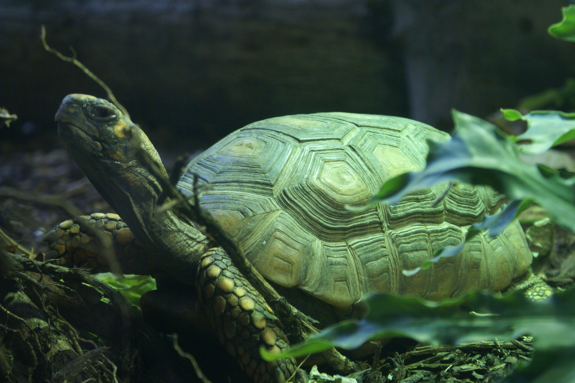 A turtle cranes its neck towards a leaf