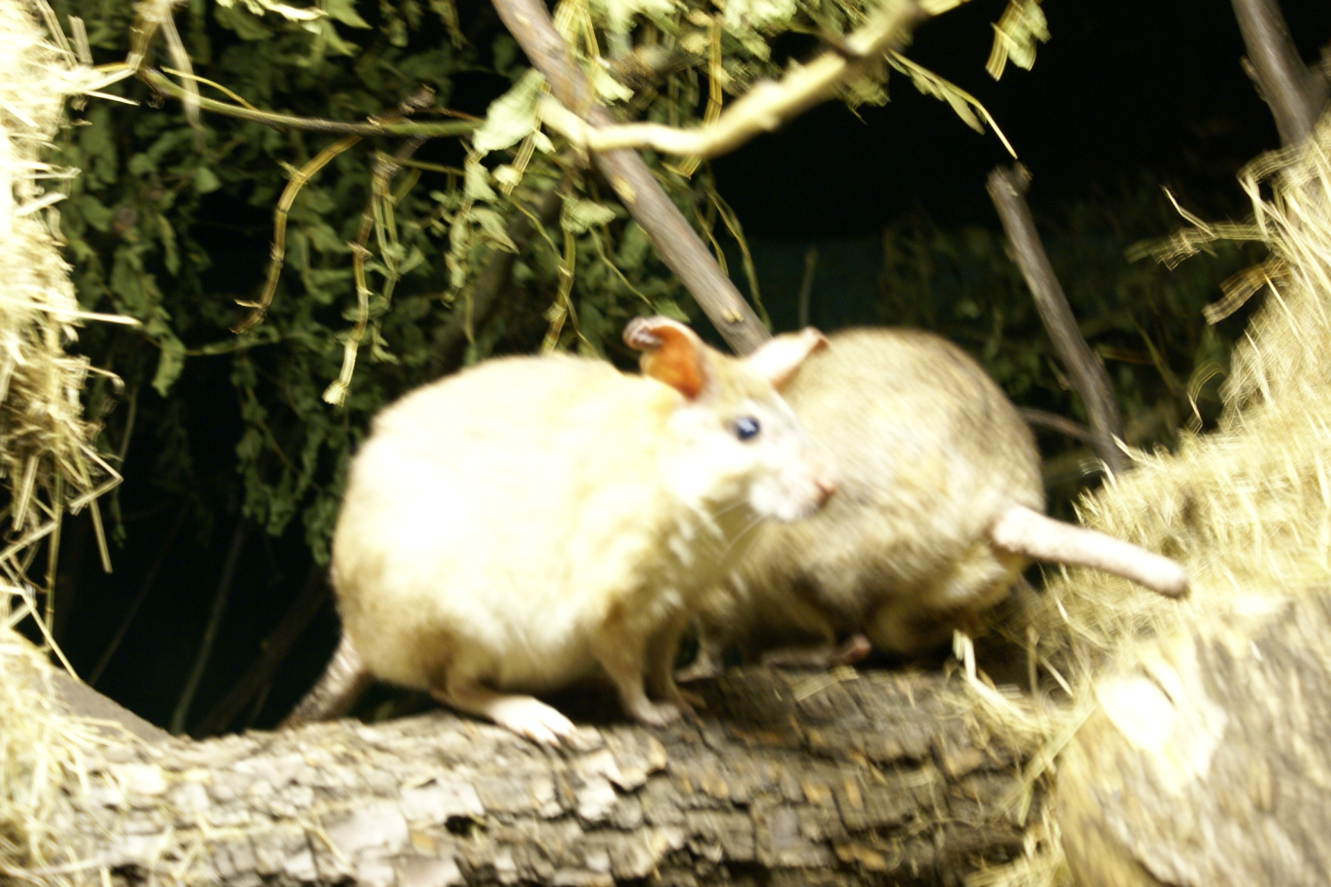 Two small rodents passing through underground tunnels