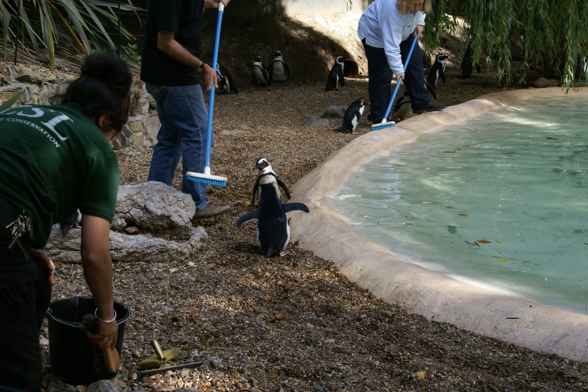 Works clean an exhibit while penguins follow them inspecting the work
