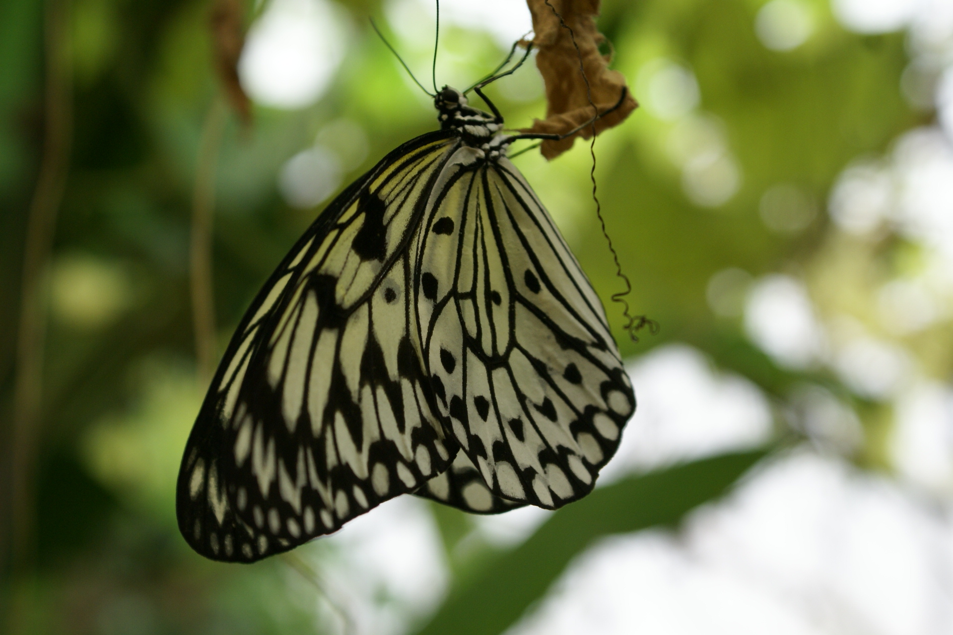 A butterfly with yellow and black wings hangs from a branch