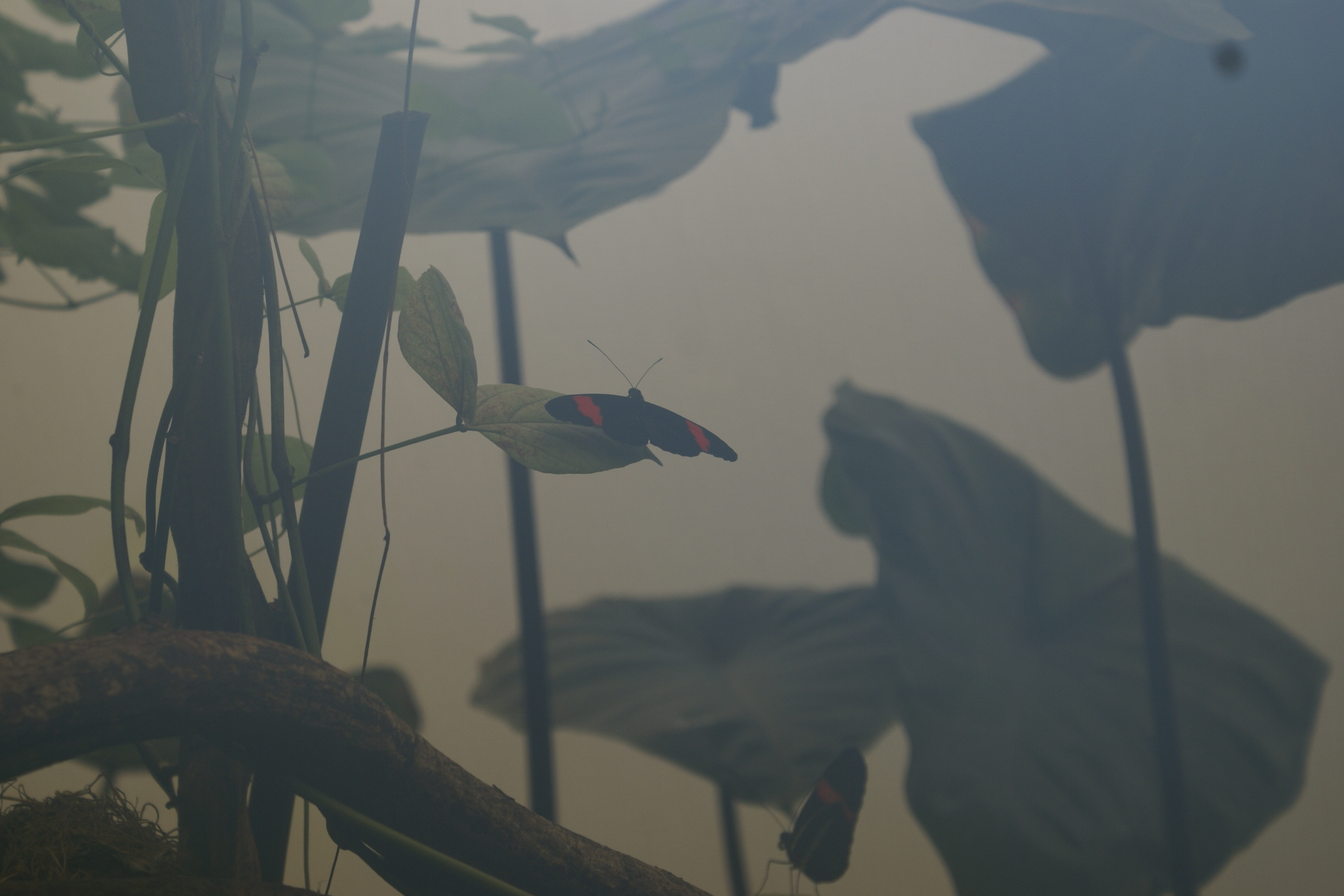 A butterfly spreads its black wings with red stripes
