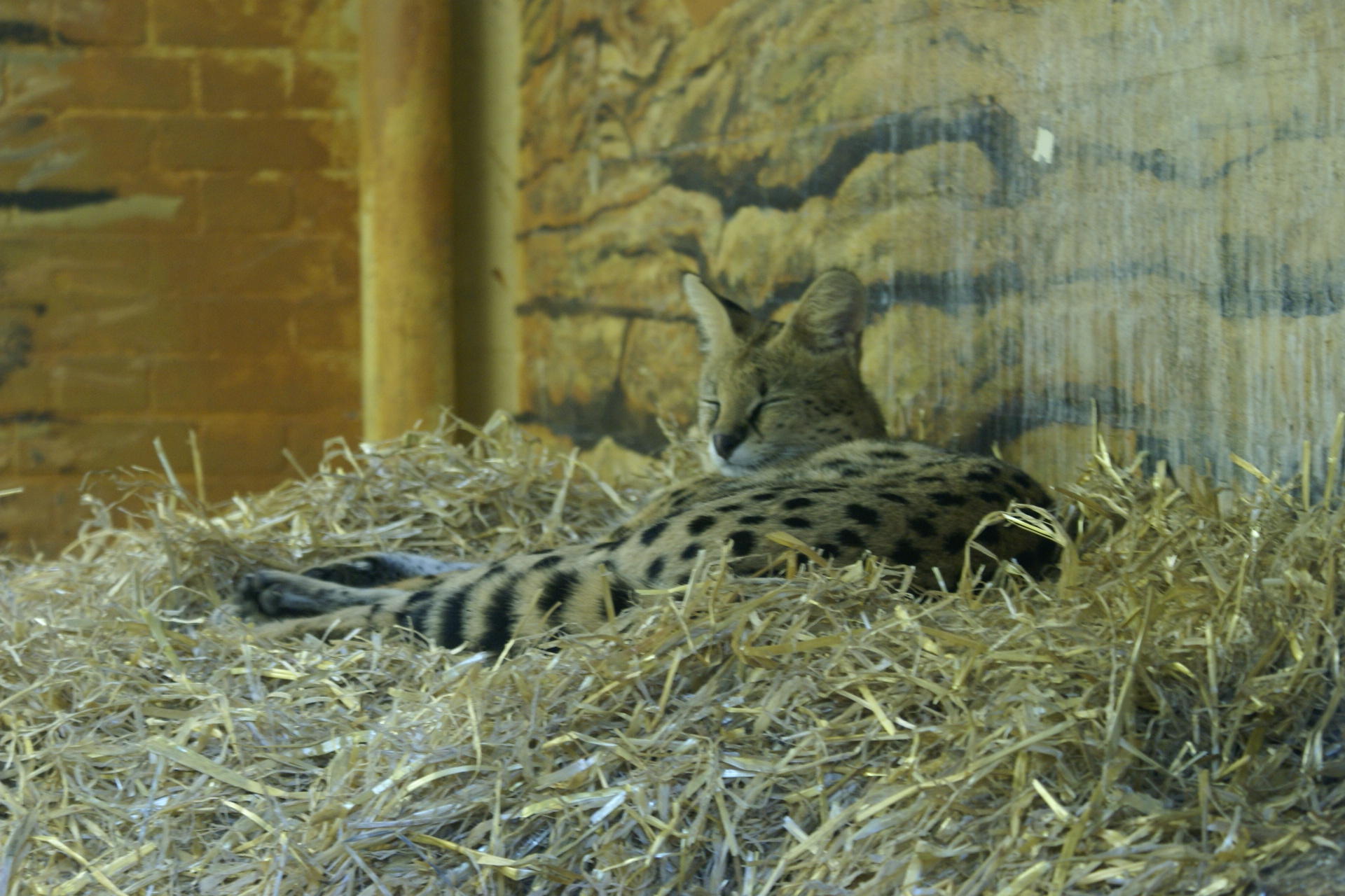 A spotted cat lifts its head with eyes closed from a bed of dried grass