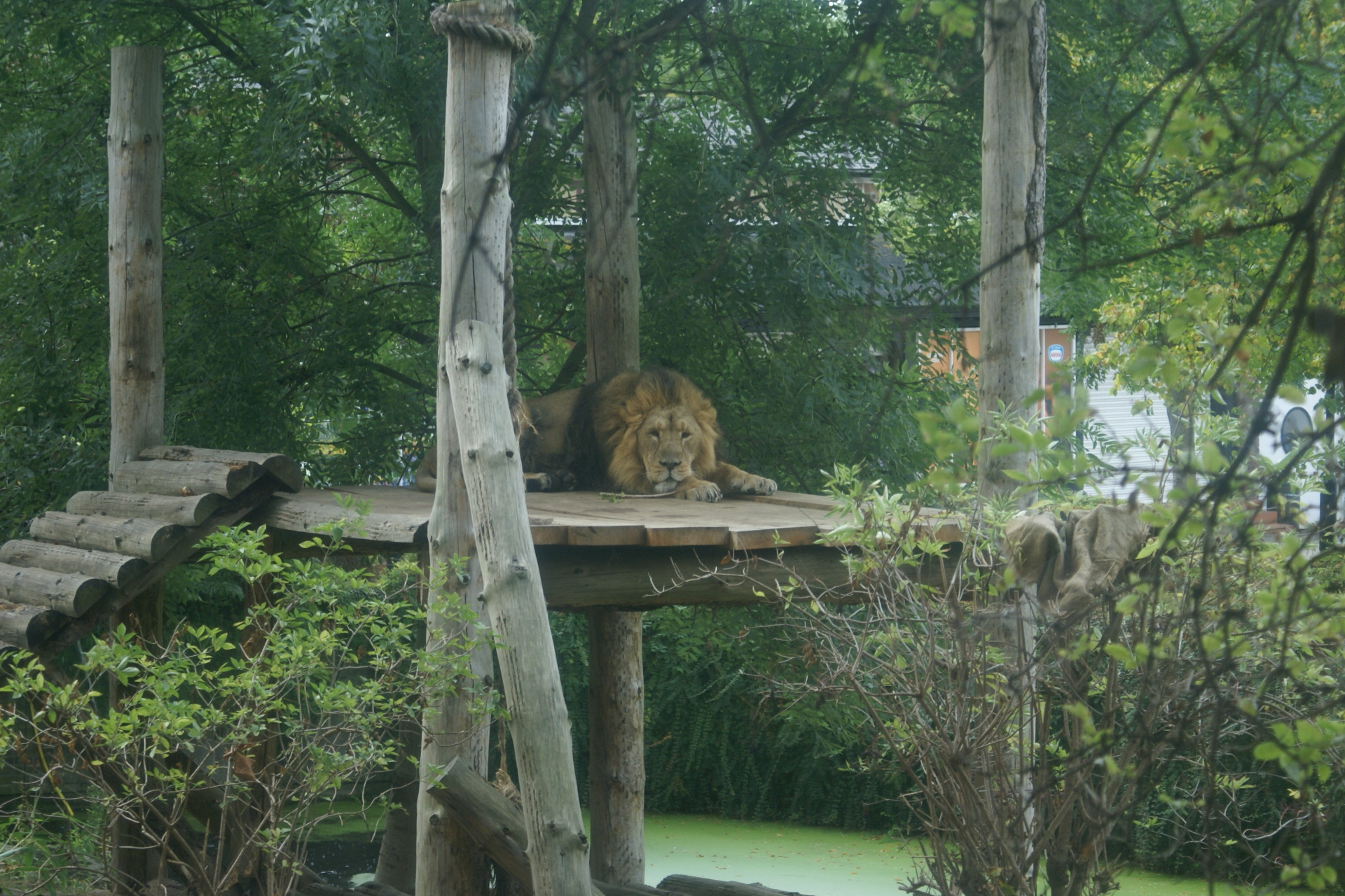 A lion rests on an elevated wood platform
